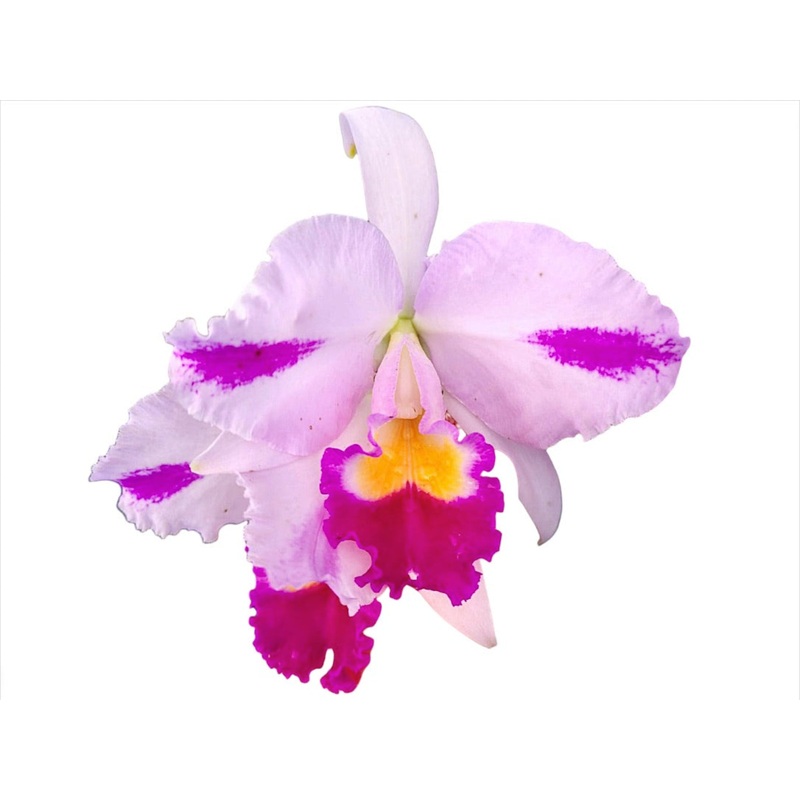 Cattleya trianae splash Real Ecua 0195 x Catt. trianaei splash #150