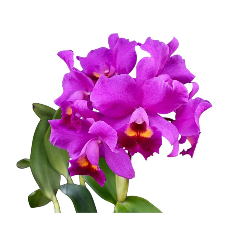 Cattlianthe Little Irene