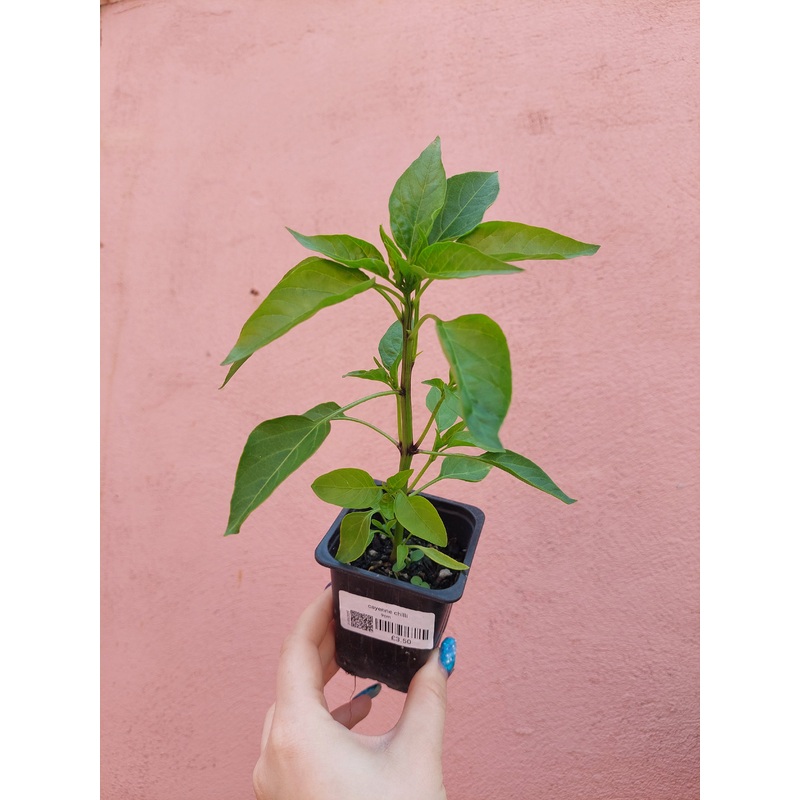 Cayenne Chilli|9cm
