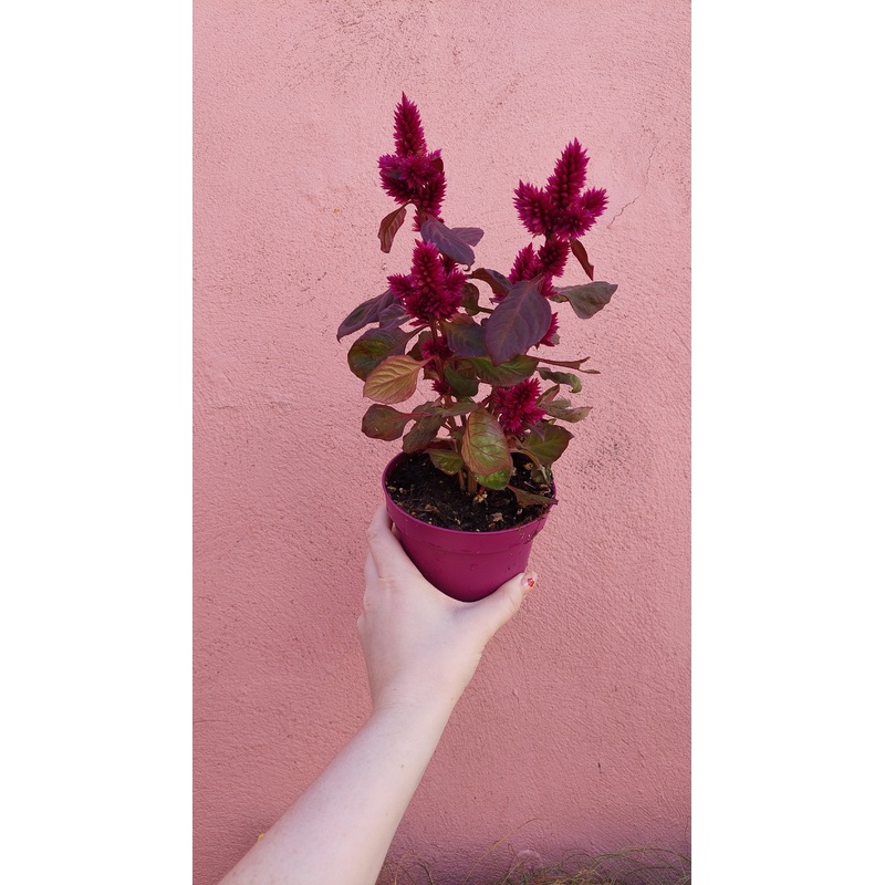 Celosia deep purple|10 X 17 cm