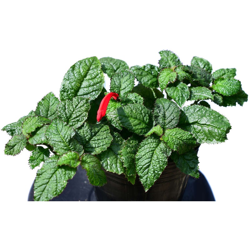 Centropogon tessmannii cf