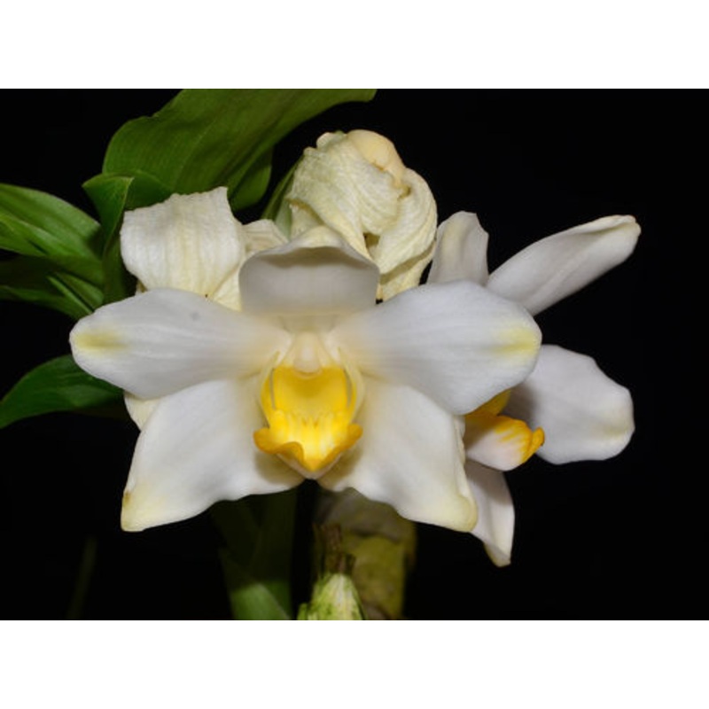 Chysis bractescens
