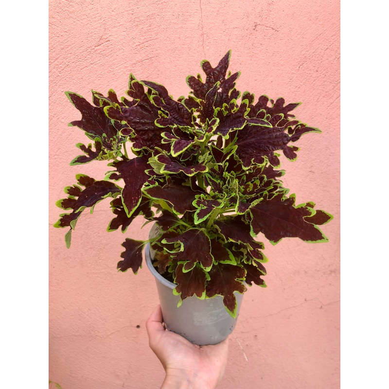 Coleus Limewire|12cm