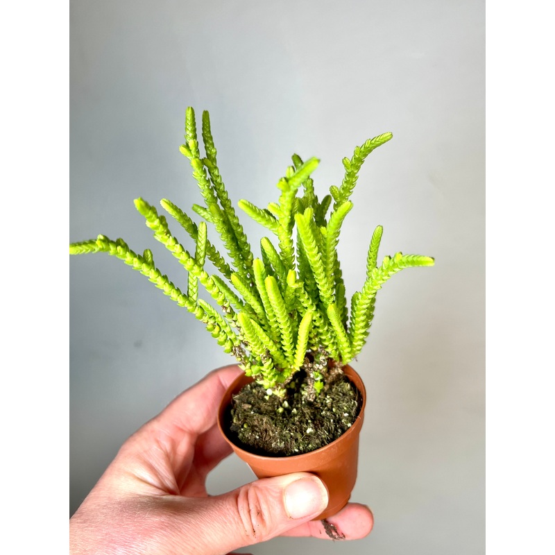 Crassula muscosa f. acuminata -Watch Chain – Zipper Plant
