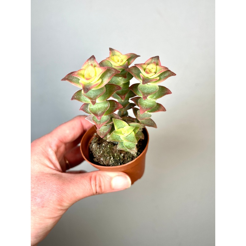 Crassula perforata – String of buttons