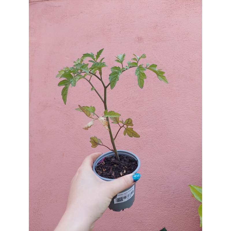Crimson Cherry Tomatoes|9cm