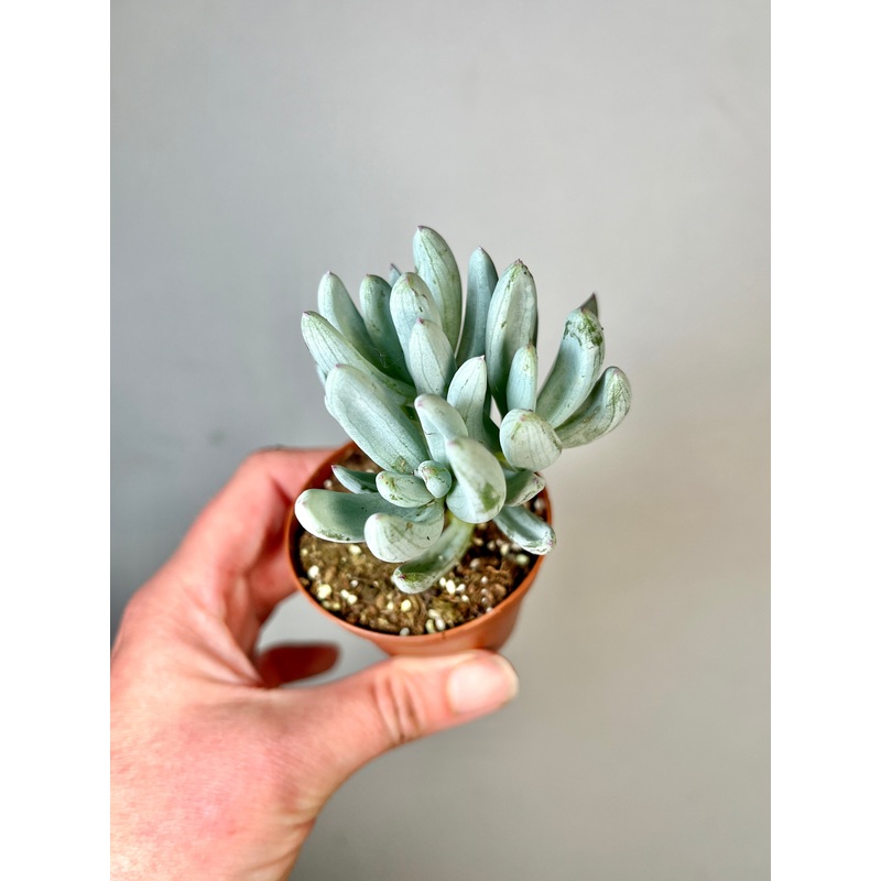 Curio repens –  Senecio serpens – Blue Chalksticks