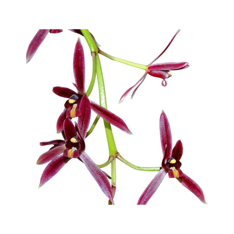 Cymbidium dayanum f. red
