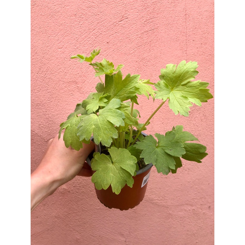 Delphinium – larkspur|12cm