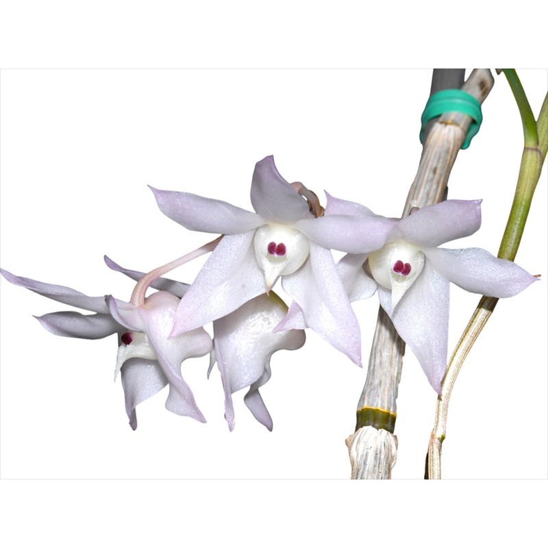 Dendrobium aduncum