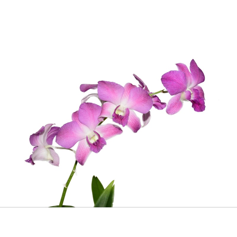 Dendrobium Airly Sweet Blue