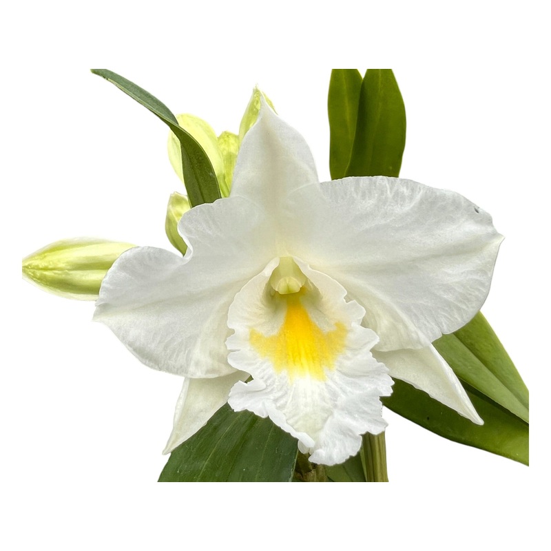 Dendrobium Formidible