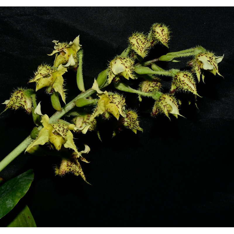 Dendrobium macrophyllum var. macrophyllum