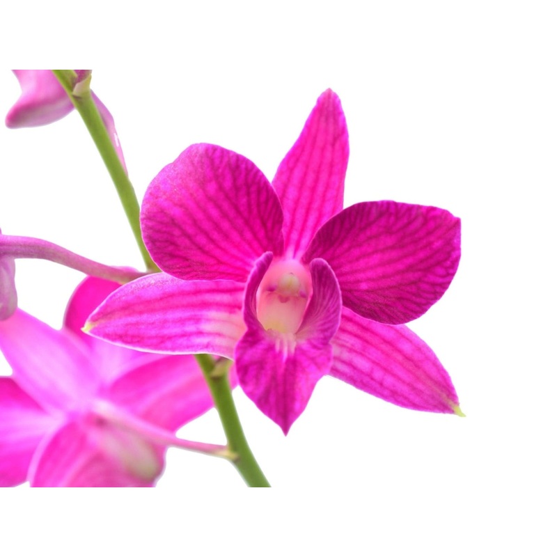 Dendrobium Sherry Abe