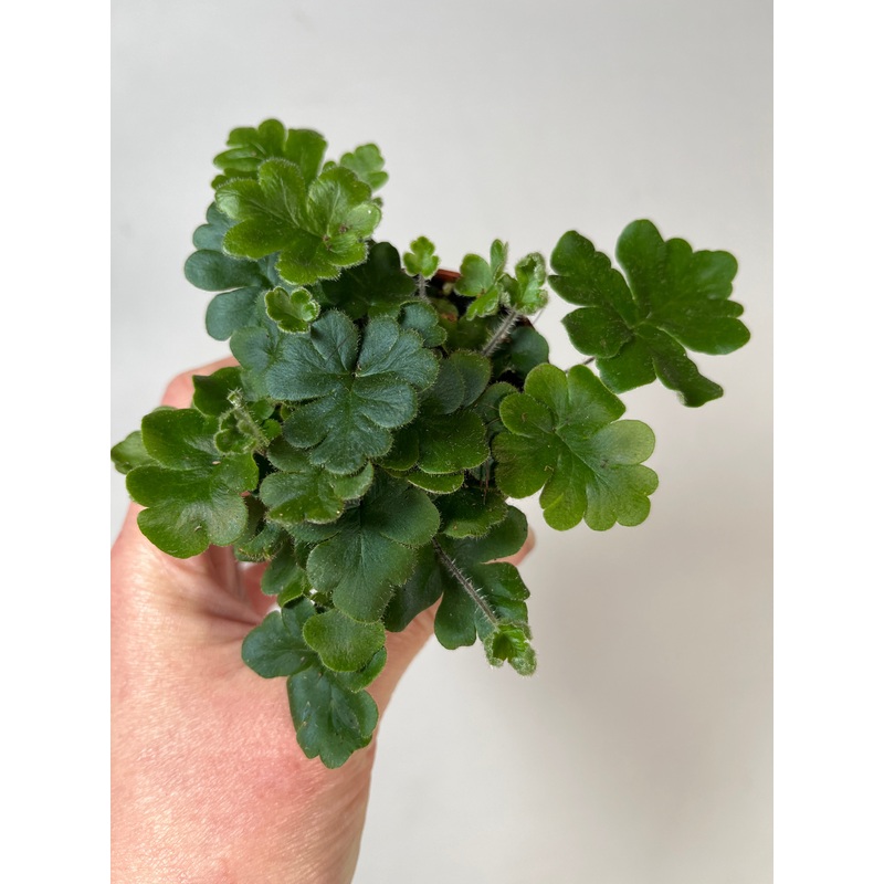 Doryopteris cordata -hand fern