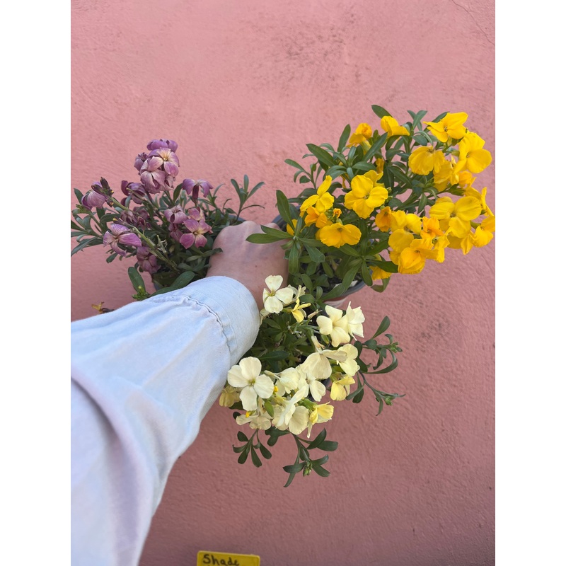 Erysimum – Wallflower Mix|13cm
