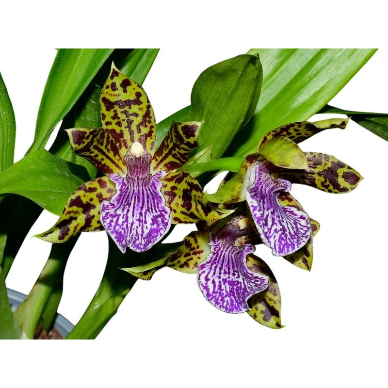 Galeopetalum Ecuagenera