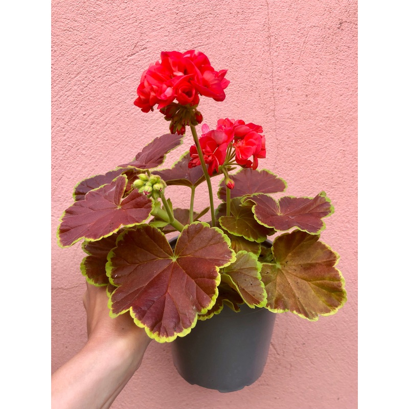 Geranium Carmel Red