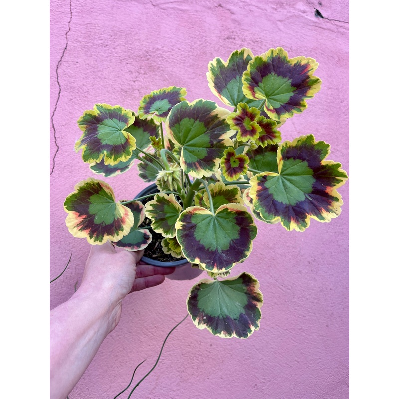 Geranium Variegated Contrast