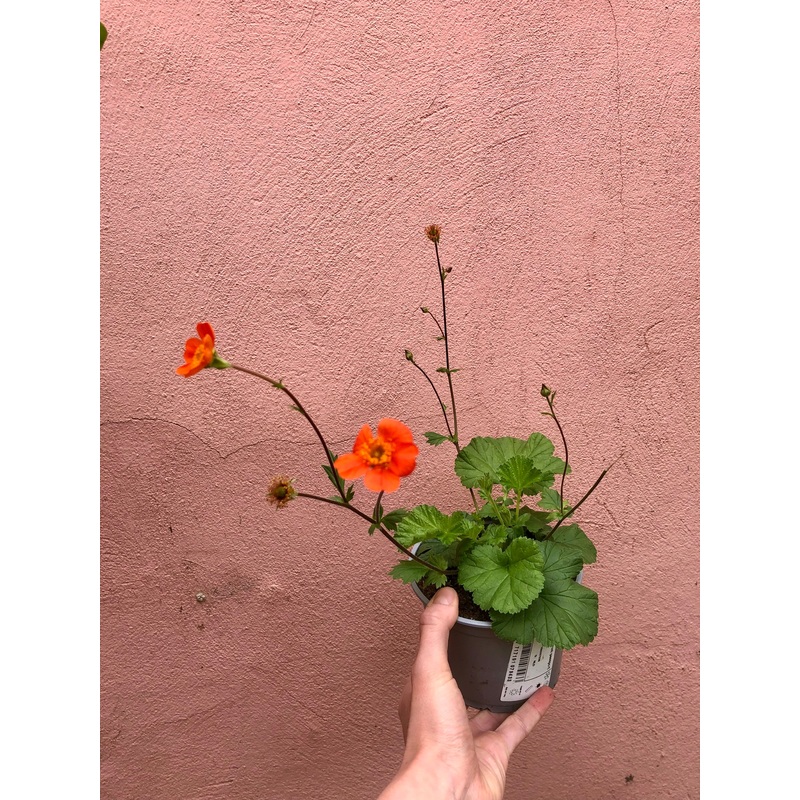 Geum rivale – water avens|12cm