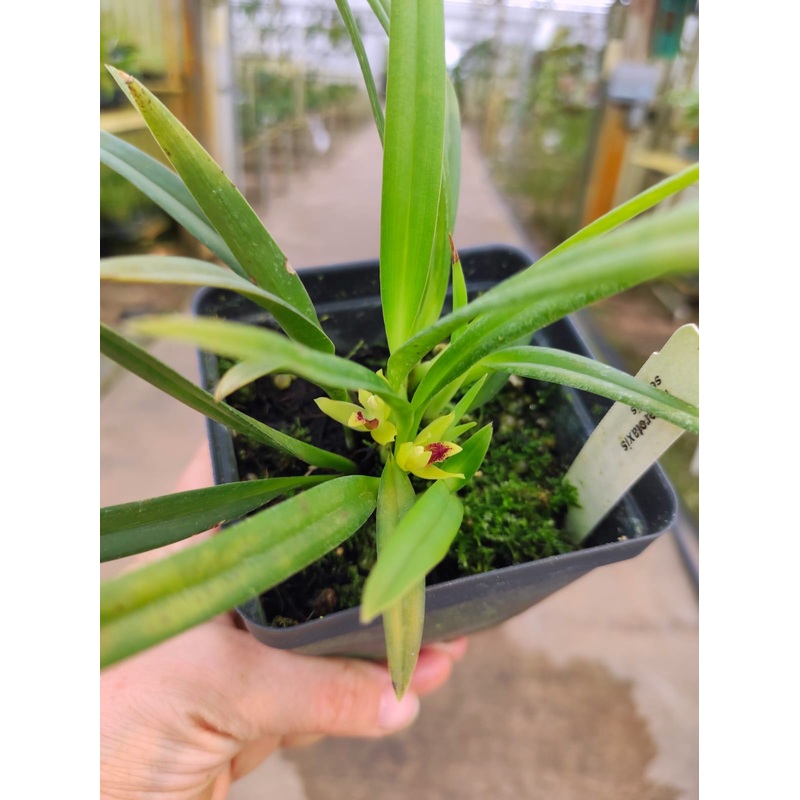 Heterotaxis sessilis