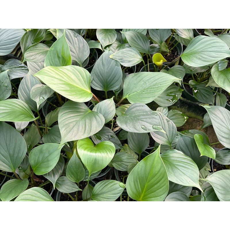 Homalomena ‘Emeralda Gem’