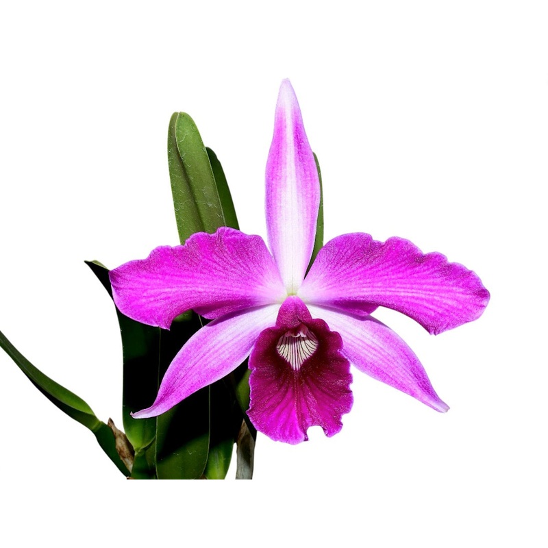 Laelia purpurata Rubra x Sanguinea