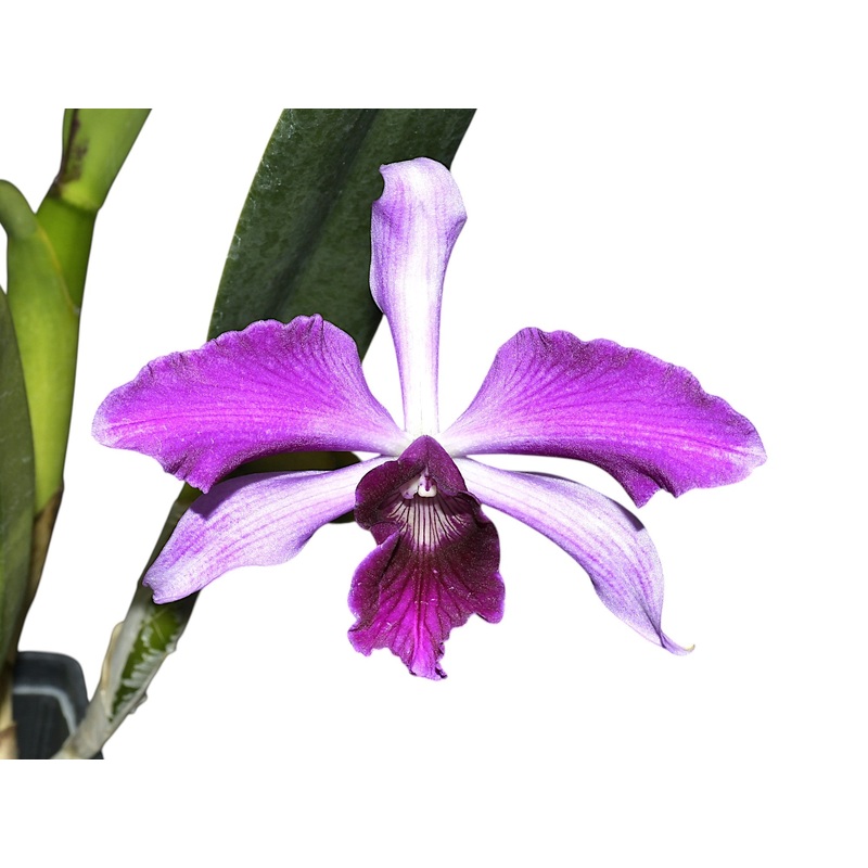 Laelia purpurata Rubra x Sanguinea ‘Ecuagenera’
