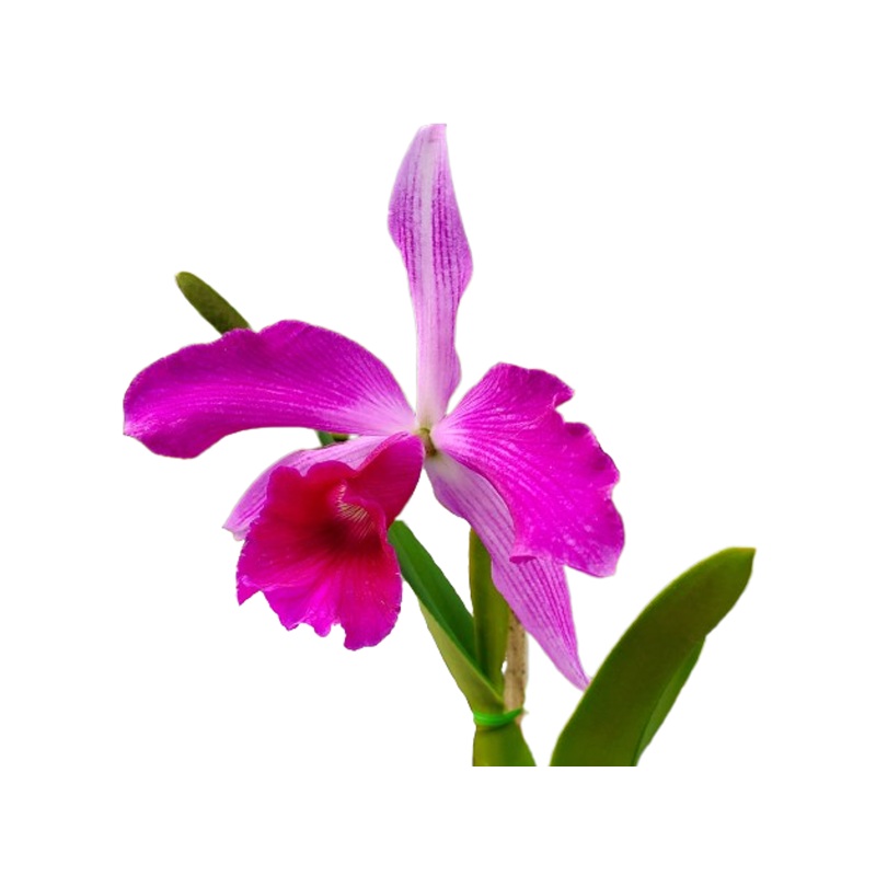 Laelia purpurata Sanguinea x Rubra