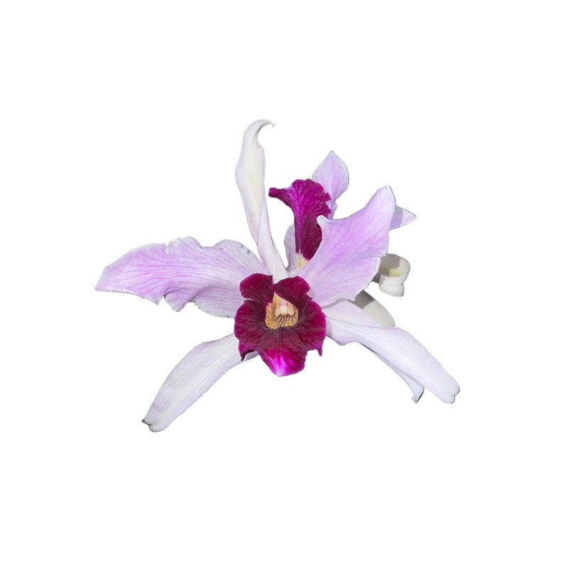 Laelia purpurata var. vinicolor x atropurpurea ‘Ecuagenera’