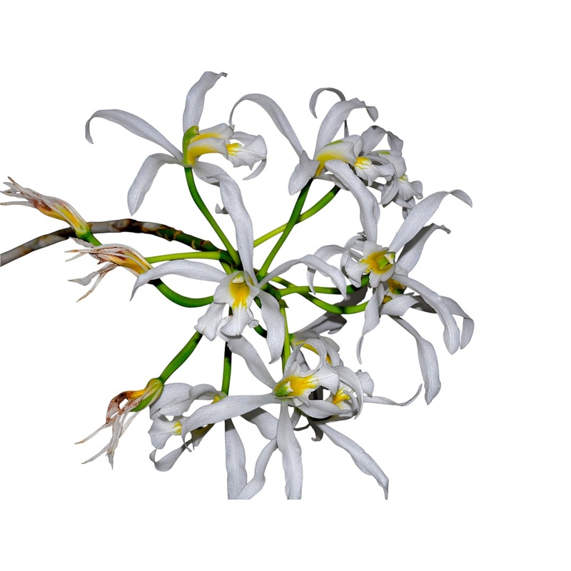 Laelia superbiens f. alba