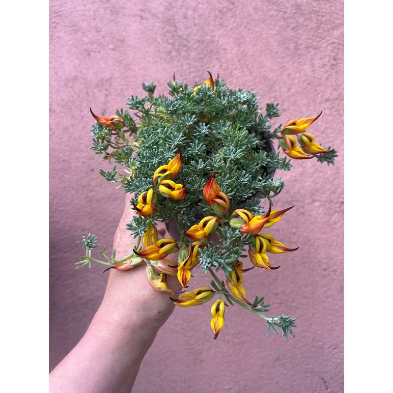Lotus corniculatus – birds-foot trefoil