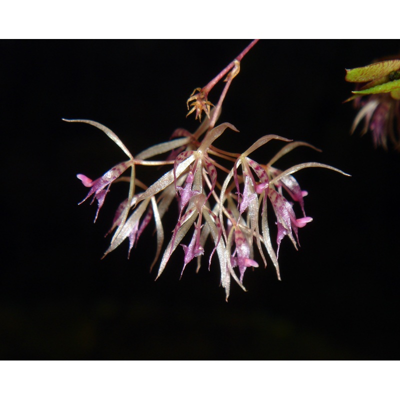 Macroclinium dalstroemii