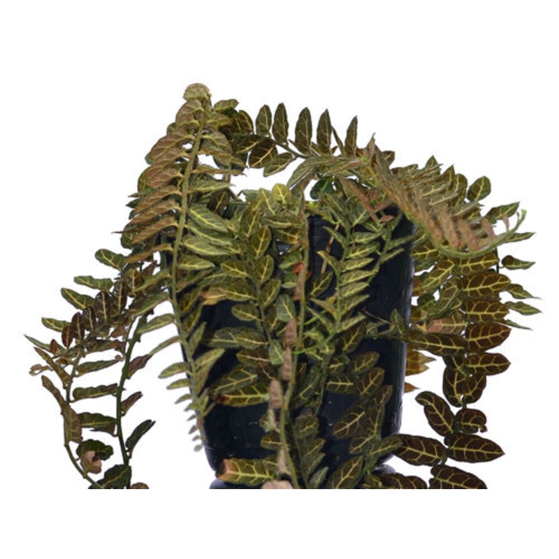 Marcgravia sintenisii