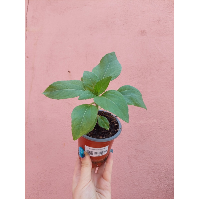 Mixed Mini Sunflower|9cm
