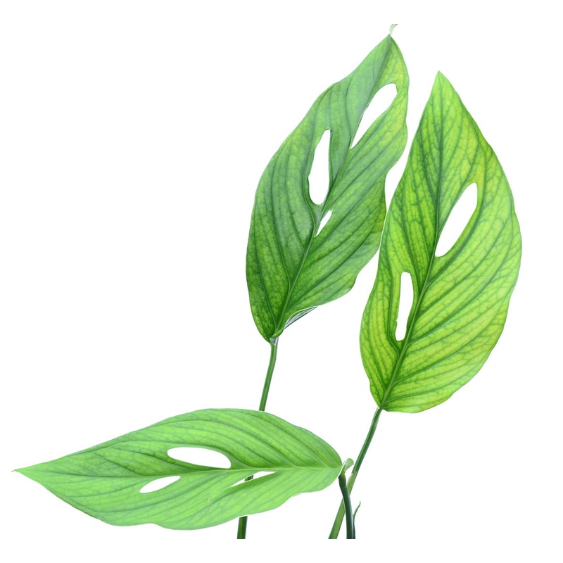 Monstera aureopinnata