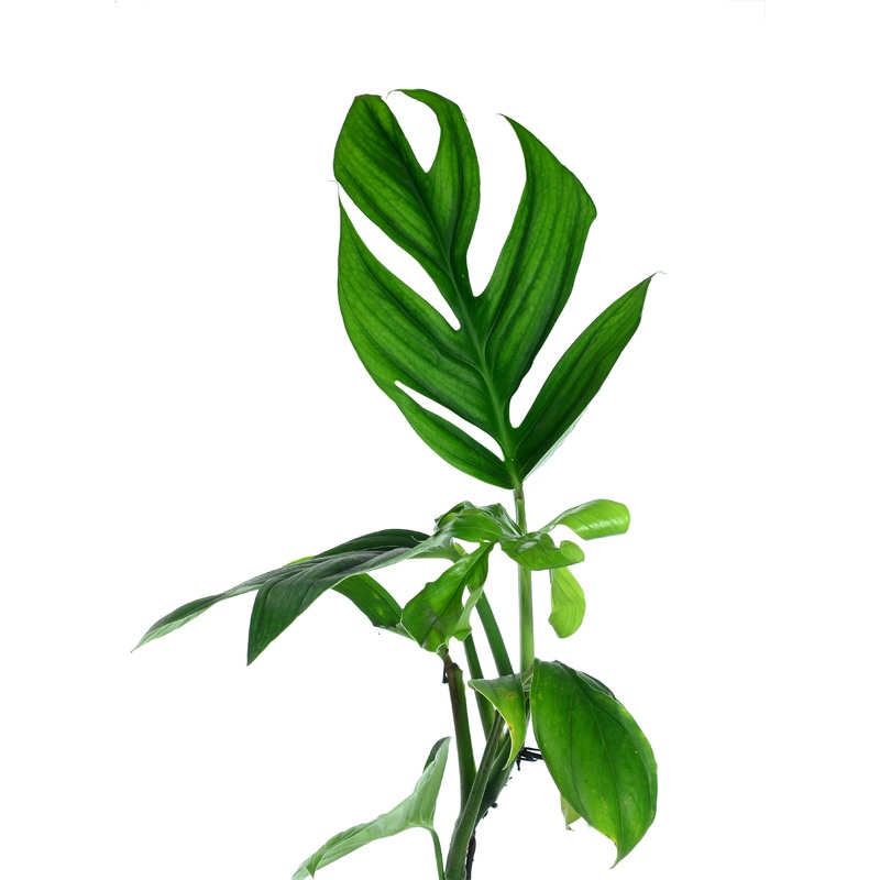 Monstera spruceana aff