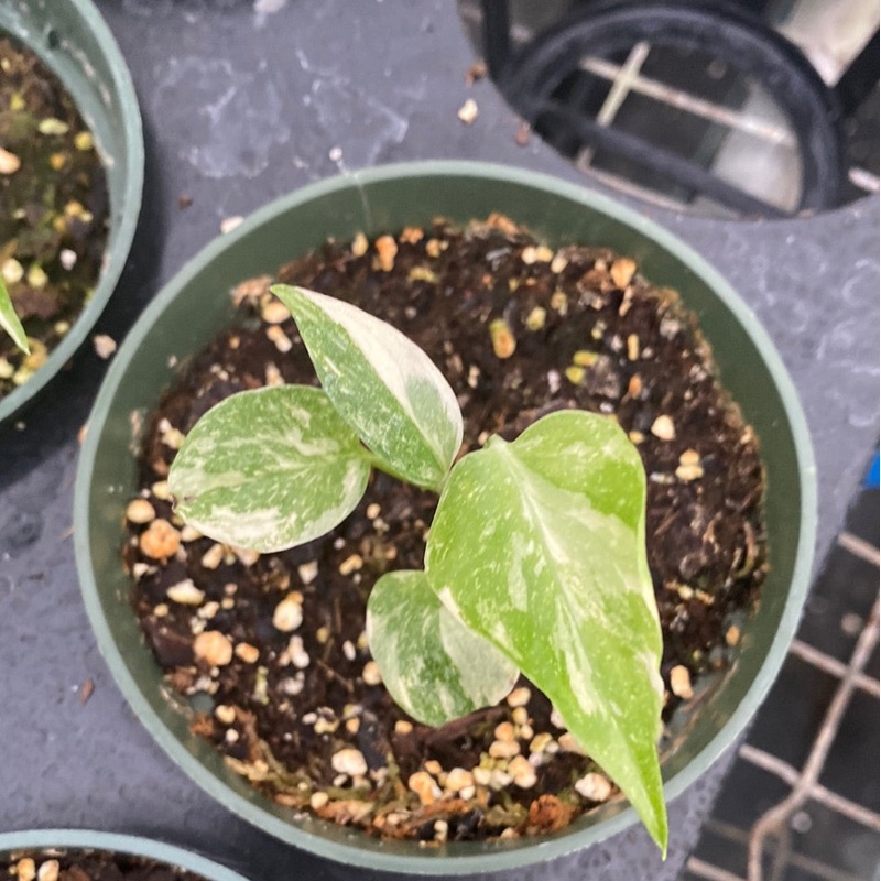 Monstera Thai Constellation Creme Brulee (seedling)