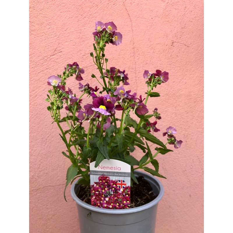 Nemesia Sunpeddle Raspberry Red Bicolour
