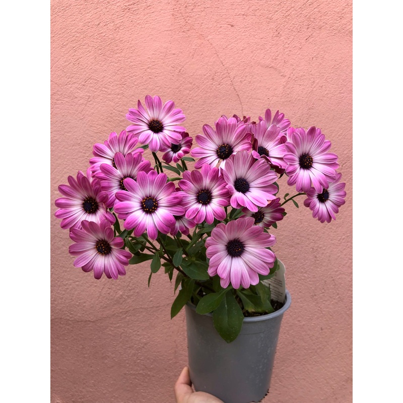 Osteospermum|12cm|Dalina compact Lavender|Dalina Compact Rose White|Dalina Compact White|Senoritas White Spoon|Senoritas Double Pink