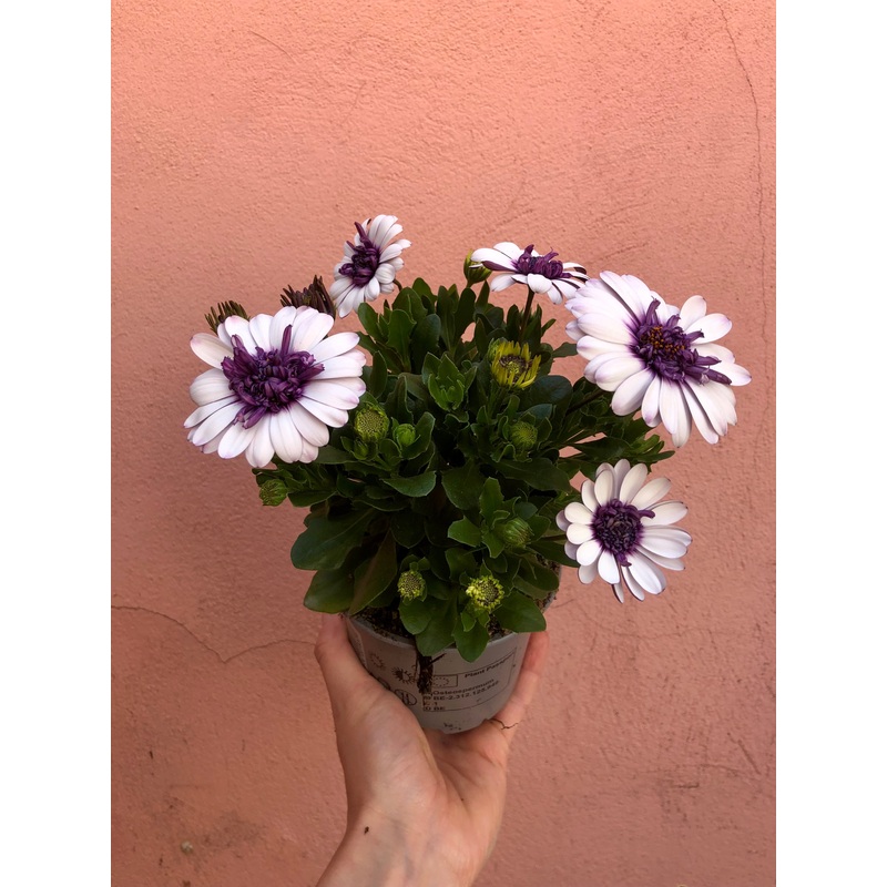 Osteospermum Violet Ice|13cm