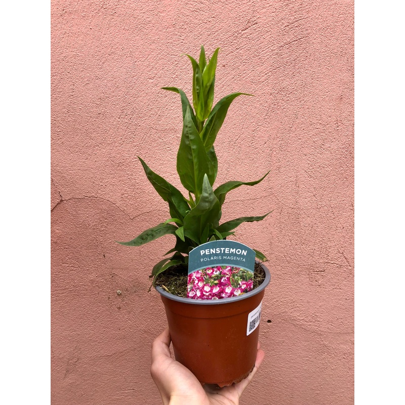 Penstemon – beardtongue|12cm