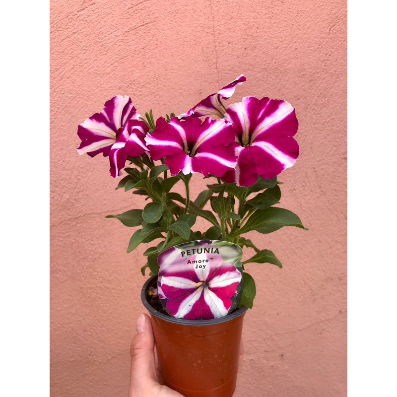 Petunia|Lightning Sky|Sky Cherry Sky|Amore Joy|Cosmic Purple|Midnight Sky 9cm|Midnight Sky|12cm|9cm