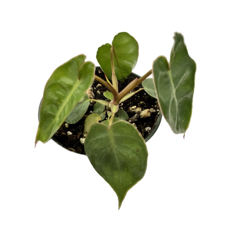 Philodendron billietiae ‘Croat’