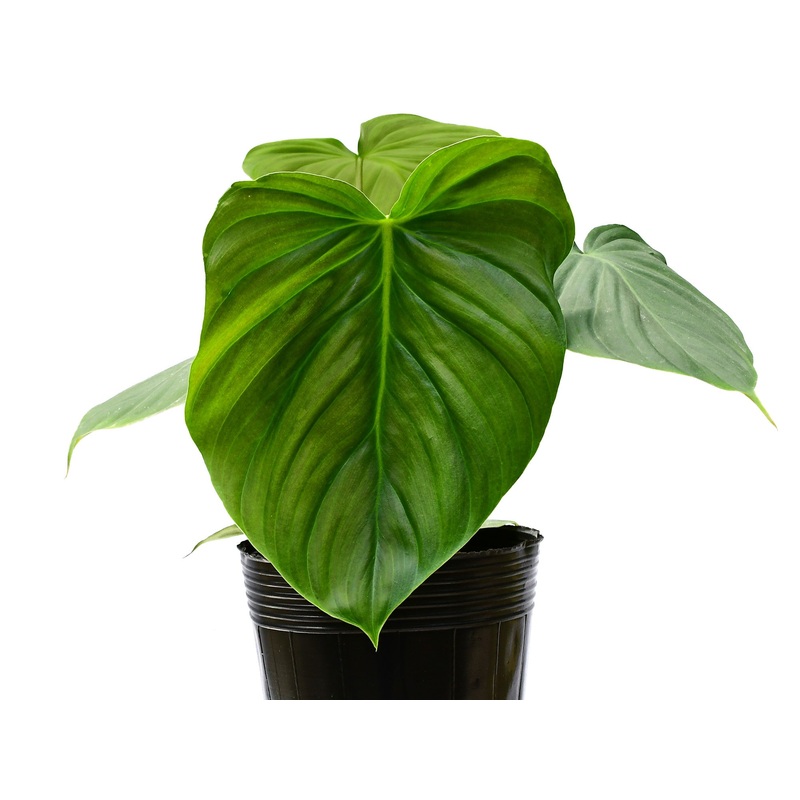 Philodendron Celebration (seedling)
