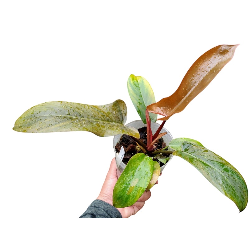 Philodendron Florida Bronze