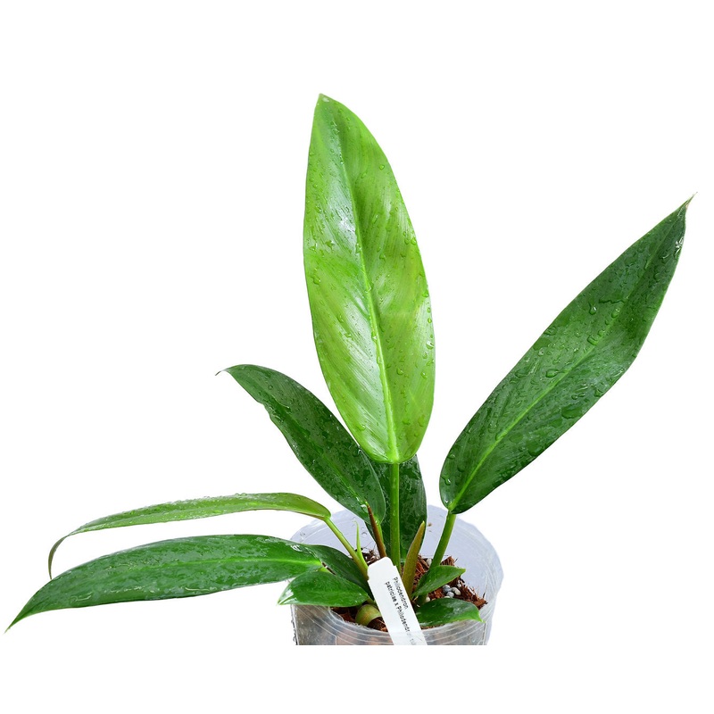 Philodendron Ivan Portilla