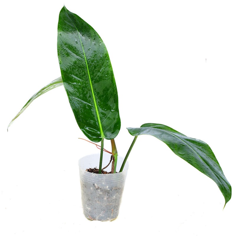Philodendron Ivan Portilla ‘Inverse crossing’