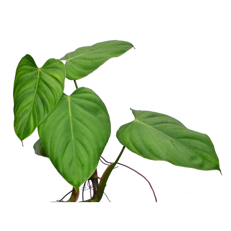 Philodendron nangaritense (seedling)