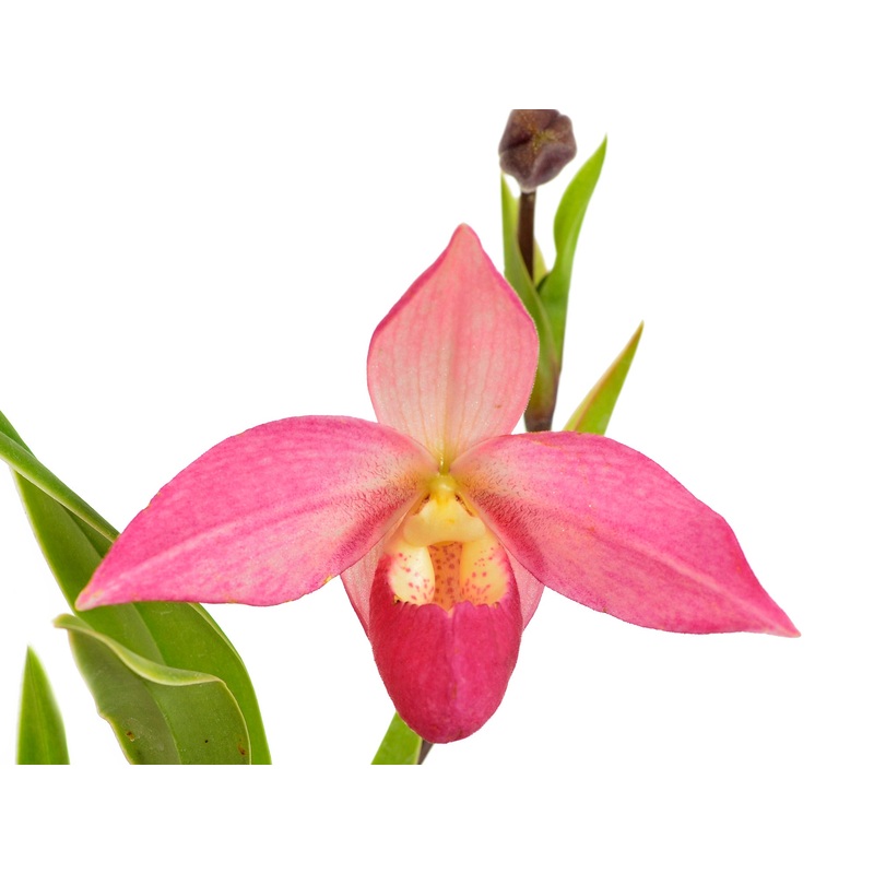 Phragmipedium Elizabeth March